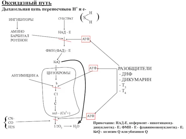 Оксидазный путь Дыхательная цепь переносчиков Н+ и е- ИНГИБИТОРЫ АМИНО