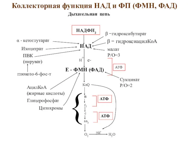 Коллекторная функция НАД и ФП (ФМН, ФАД) О2 Н2О Дыхательная