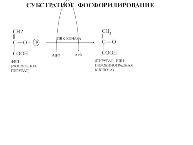 СУБСТРАТНОЕ ФОСФОРИЛИРОВАНИЕ