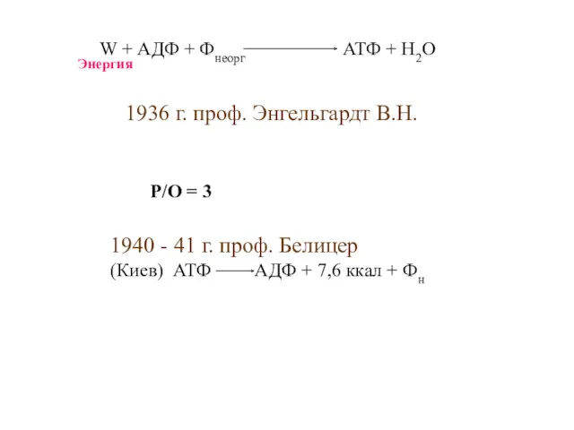 W + АДФ + Фнеорг АТФ + Н2О 1936 г.