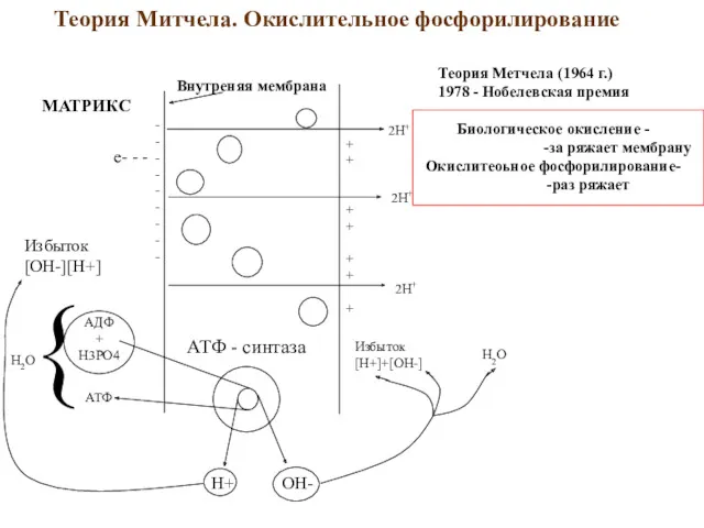Теория Метчела (1964 г.) 1978 - Нобелевская премия АТФ -