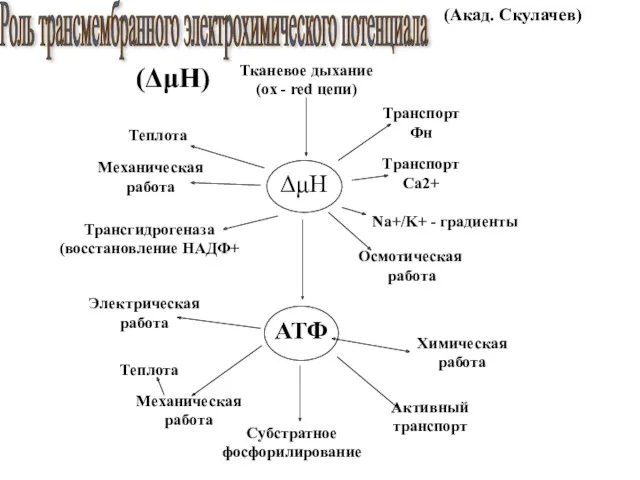 Тканевое дыхание (ox - red цепи) Роль трансмембранного электрохимического потенциала (ΔμH) (Акад. Скулачев)