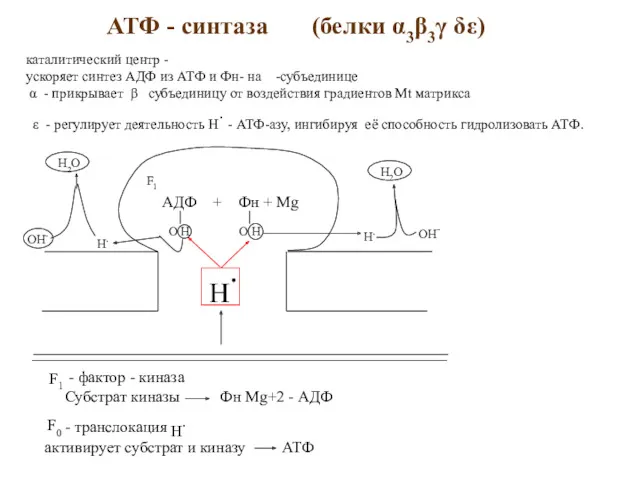 АТФ - синтаза (белки α3β3γ δε) каталитический центр - ускоряет