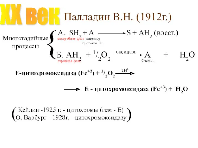 Палладин В.Н. (1912г.) XX век Многстадийные процессы { анаэробная фаза аэробная фаза акцептор протонов Н+