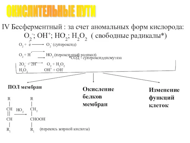 ПОЛ мембран Окисление белков мембран Изменение функций клеток ОКИСЛИТЕЛЬНЫЕ ПУТИ