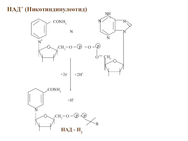 НАД+ (Никотиндинулеотид) +2e- +2H+