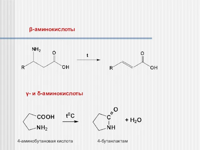 β-аминокислоты γ- и δ-аминокислоты 4-аминобутановая кислота 4-бутанлактам