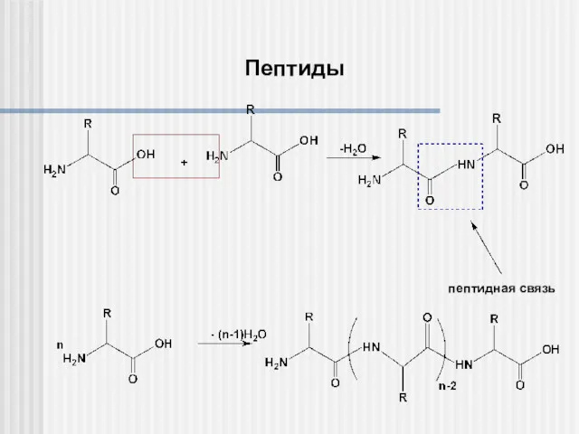 Пептиды пептидная связь