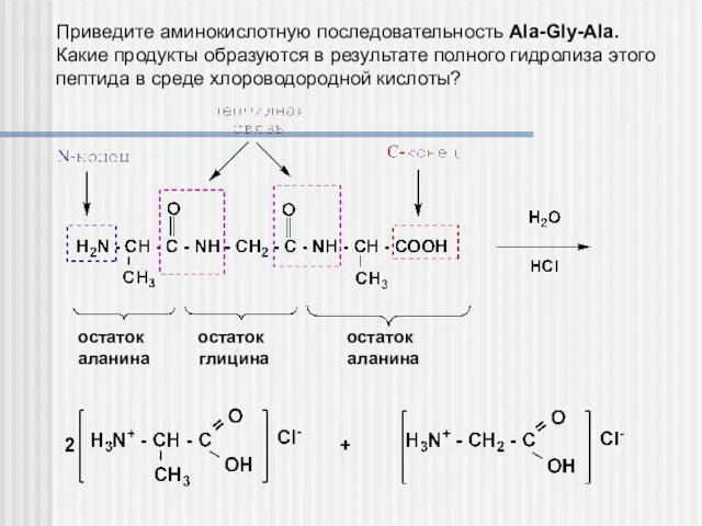 Приведите аминокислотную последовательность Ala-Gly-Ala. Какие продукты образуются в результате полного