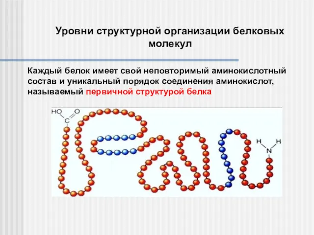 Каждый белок имеет свой неповторимый аминокислотный состав и уникальный порядок