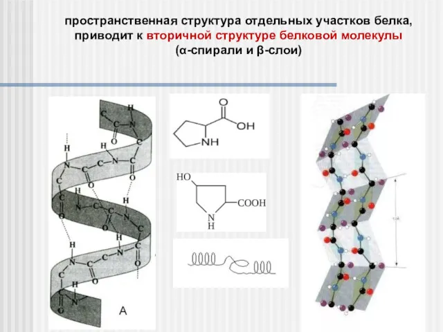 пространственная структура отдельных участков белка, приводит к вторичной структуре белковой молекулы (α-спирали и β-слои)