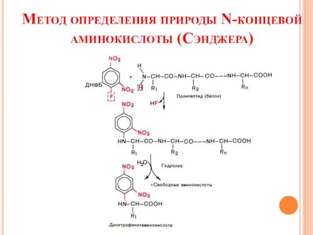 Метод определения природы N-концевой аминокислоты (Сэнджера)
