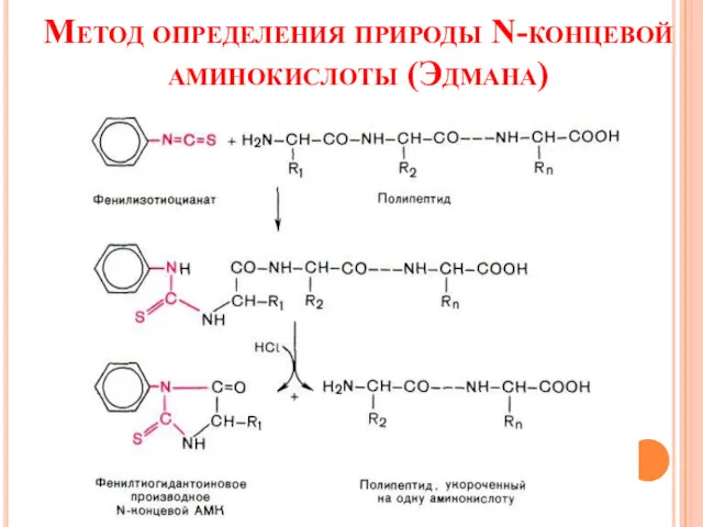 Метод определения природы N-концевой аминокислоты (Эдмана)