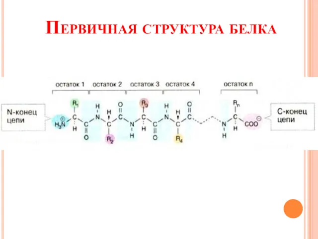 Первичная структура белка