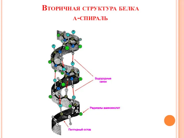 Вторичная структура белка α-спираль