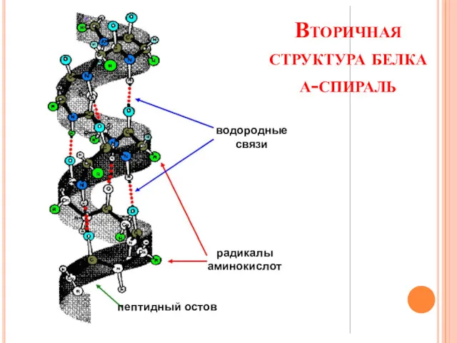 Вторичная структура белка α-спираль водородные связи радикалы аминокислот пептидный остов