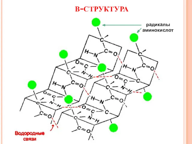 β-структура радикалы аминокислот