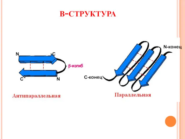 β-структура С-конец N-конец N C C N