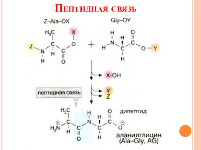 Пептидная связь