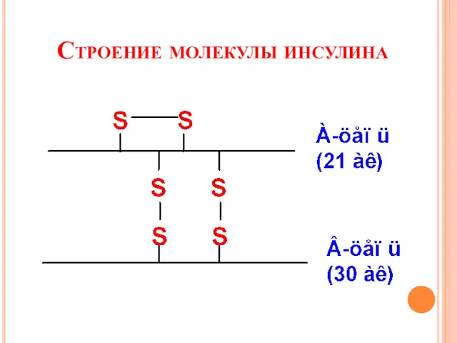 Строение молекулы инсулина