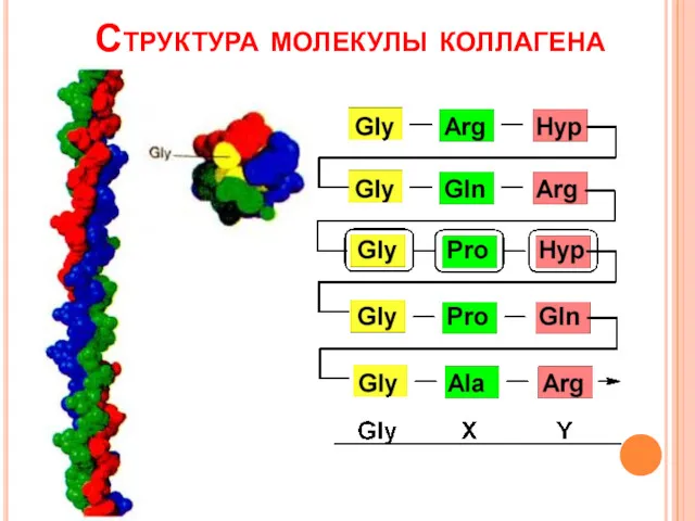 Структура молекулы коллагена