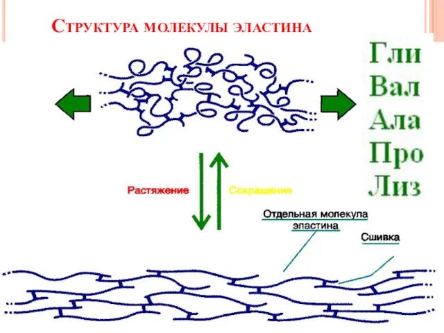 Структура молекулы эластина