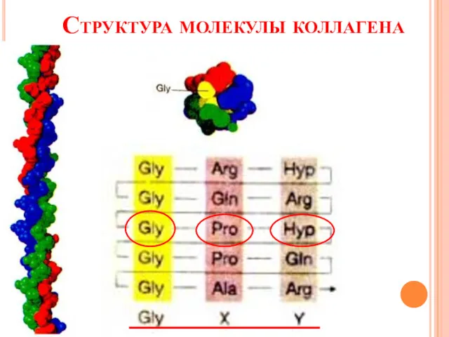 Структура молекулы коллагена