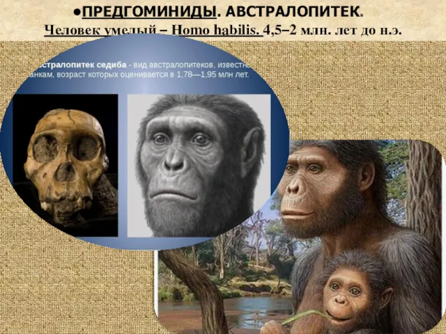 . ПРЕДГОМИНИДЫ. АВСТРАЛОПИТЕК. Человек умелый – Homo habilis. 4,5–2 млн. лет до н.э.