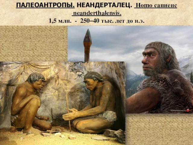 . ПАЛЕОАНТРОПЫ. НЕАНДЕРТАЛЕЦ. Homo сапиенс neanderthalensis. 1,5 млн. - 250–40 тыс. лет до н.э.