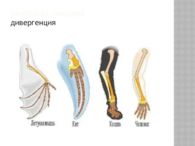 ФИЛОГЕНЕЗ ТАКСОНОВ дивергенция