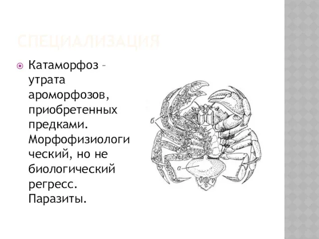 СПЕЦИАЛИЗАЦИЯ Катаморфоз – утрата ароморфозов, приобретенных предками. Морфофизиологический, но не биологический регресс. Паразиты.