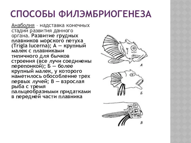 СПОСОБЫ ФИЛЭМБРИОГЕНЕЗА Анаболия – надставка конечных стадий развития данного органа.