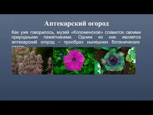 Аптекарский огород Как уже говорилось, музей «Коломенское» славится своими природными