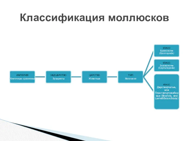 Классификация моллюсков