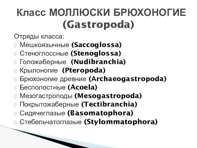 Отряды класса: Мешкоязычные (Saccoglossa) Стеноглоссные (Stenoglossa) Голожаберные (Nudibranchia) Крылоногие (Pteropoda)