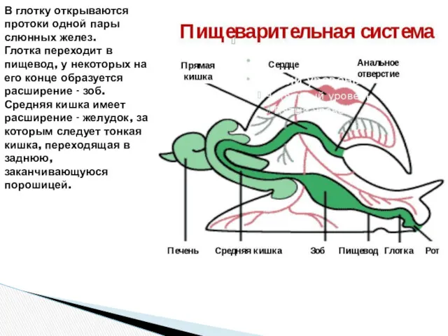 В глотку открываются протоки одной пары слюнных желез. Глотка переходит