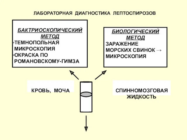 БАКТРИОСКОПИЧЕСКИЙ МЕТОД ТЕМНОПОЛЬНАЯ МИКРОСКОПИЯ ОКРАСКА ПО РОМАНОВСКОМУ-ГИМЗА БИОЛОГИЧЕСКИЙ МЕТОД ЗАРАЖЕНИЕ