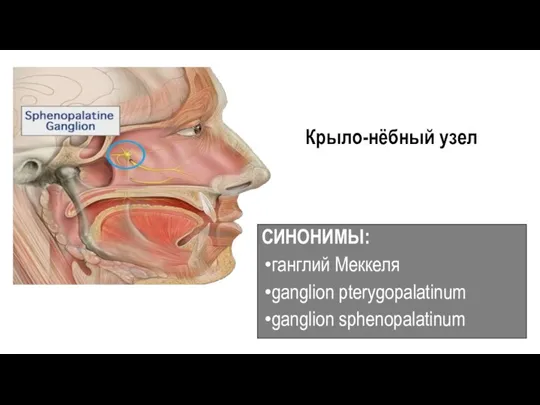 Крыло-нёбный узел СИНОНИМЫ: ганглий Меккеля ganglion pterygopalatinum ganglion sphenopalatinum