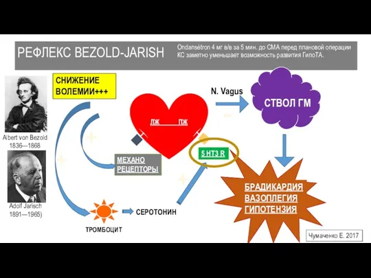 РЕФЛЕКС BEZOLD-JARISH ЛЖ ПЖ 5 HT3 R МЕХАНО РЕЦЕПТОРЫ СНИЖЕНИЕ ВОЛЕМИИ+++ ТРОМБОЦИТ СЕРОТОНИН