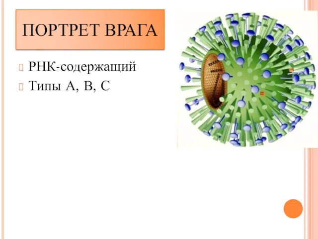 ПОРТРЕТ ВРАГА РНК-содержащий Типы А, В, С