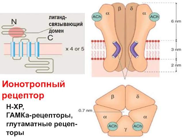 Ионотропный рецептор Н-ХР, ГАМКа-рецепторы, глутаматные рецеп-торы