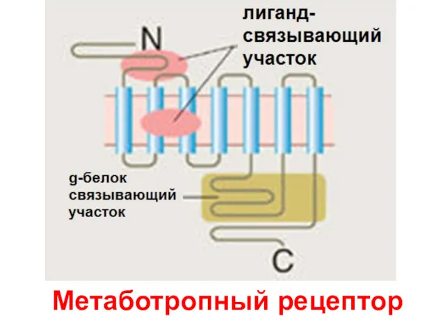 Метаботропный рецептор