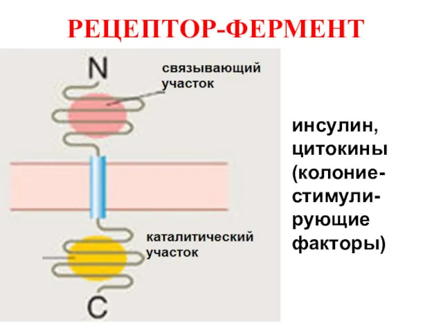 РЕЦЕПТОР-ФЕРМЕНТ инсулин, цитокины (колоние-стимули-рующие факторы)