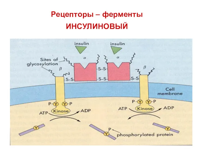 Рецепторы – ферменты ИНСУЛИНОВЫЙ