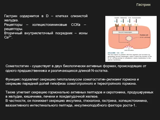 Гастрин Гастрин содержится в D – клетках слизистой желудка. Рецепторы