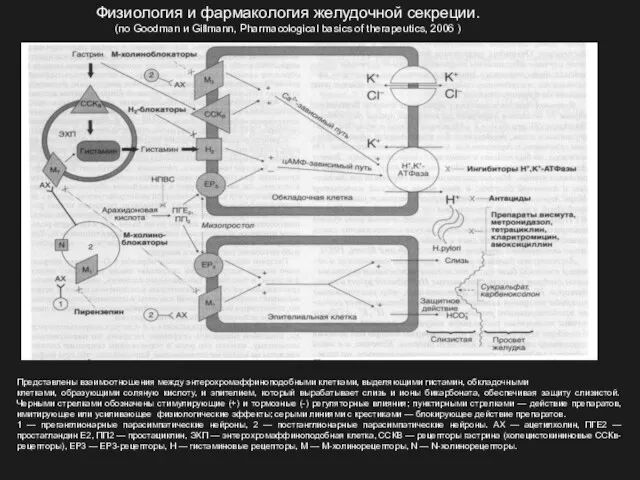 Физиология и фармакология желудочной секреции. (по Goodman и Gillmann, Pharmacological