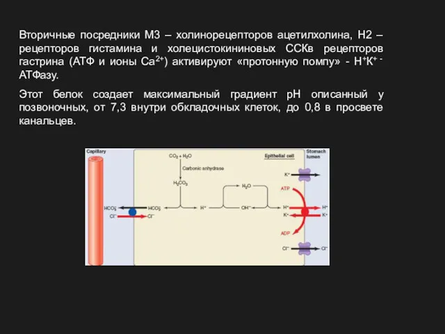 Вторичные посредники М3 – холинорецепторов ацетилхолина, Н2 –рецепторов гистамина и