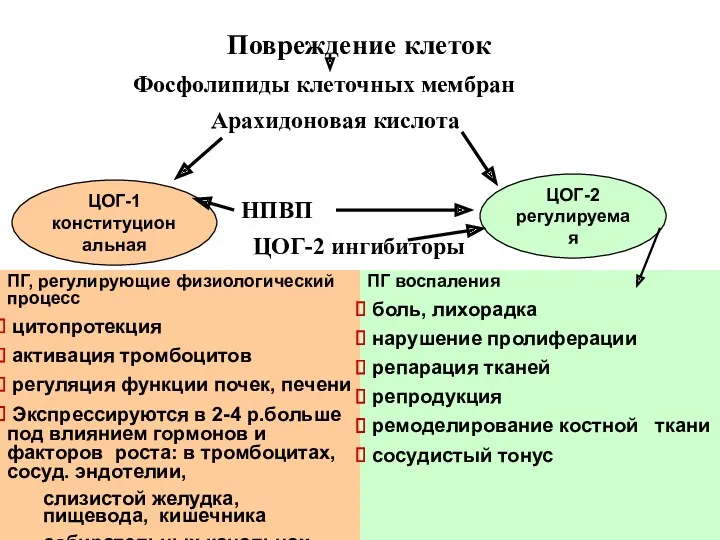 ПГ, регулирующие физиологический процесс цитопротекция активация тромбоцитов регуляция функции почек,