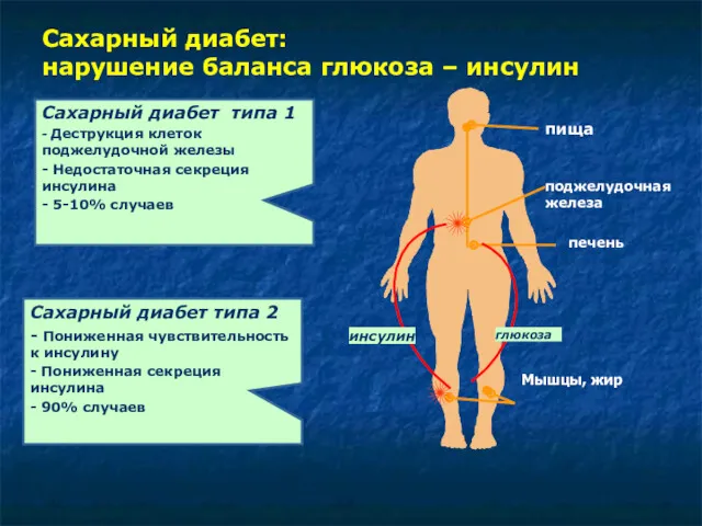 Мышцы, жир Сахарный диабет: нарушение баланса глюкоза – инсулин печень