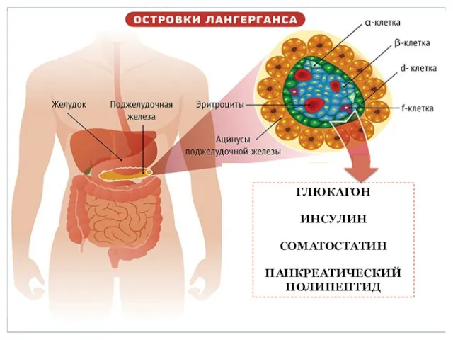 ГЛЮКАГОН ИНСУЛИН СОМАТОСТАТИН ПАНКРЕАТИЧЕСКИЙ ПОЛИПЕПТИД
